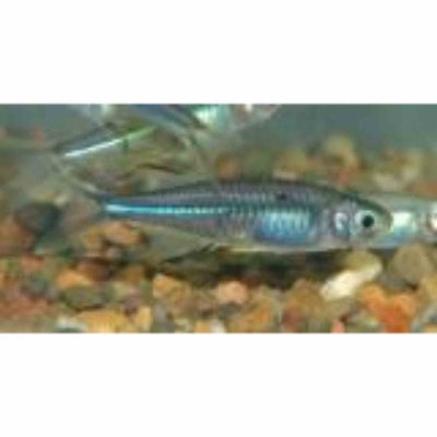 Celebes Rainbow (3cm) - Just For Pets Australia