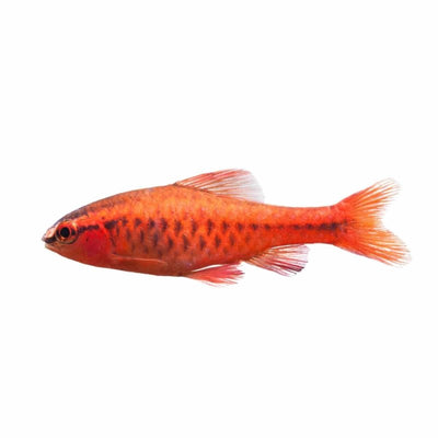 Cherry Barb (2cm) - Just For Pets Australia