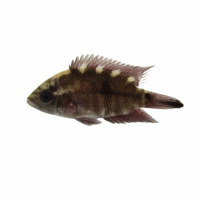 Chocolate Cichlid (4 - 5cm) (5cm) - Just For Pets Australia