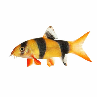 Clown Loach (5cm) - Just For Pets Australia