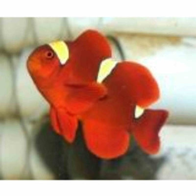 Clownfish - Goldstripe Maroon (MED) - Just For Pets Australia