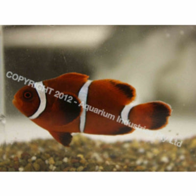 Clownfish - Maroon (SML) - Just For Pets Australia