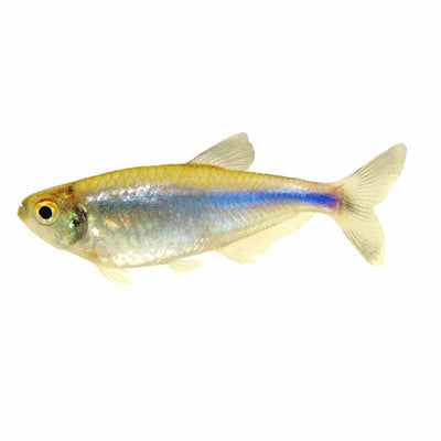 Cochu's Blue Tetra (3cm) - Just For Pets Australia