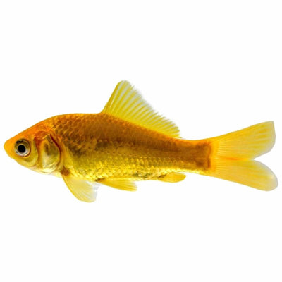 Comet Golden (5cm) - Just For Pets Australia