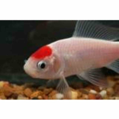 Comet Red Cap (tancho) (5cm) - Just For Pets Australia