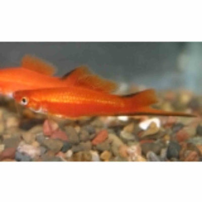 Comet Red Swordtail (5cm) - Just For Pets Australia