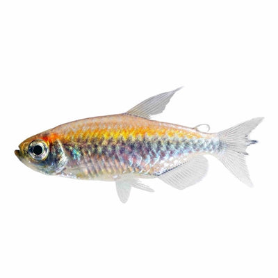 Congo Tetra (4cm) - Just For Pets Australia