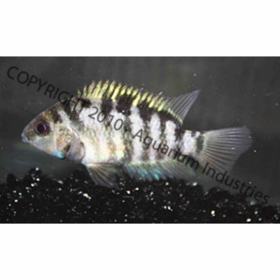 Convict Cichlid (8cm) - Just For Pets Australia