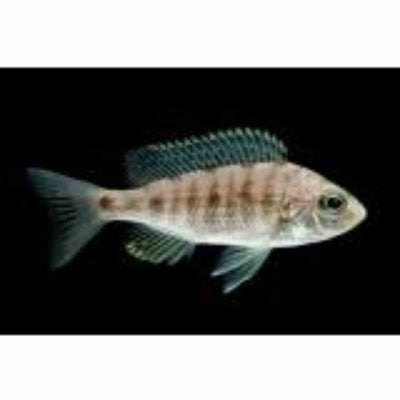 Copadichromis Azureus (4cm) - Just For Pets Australia