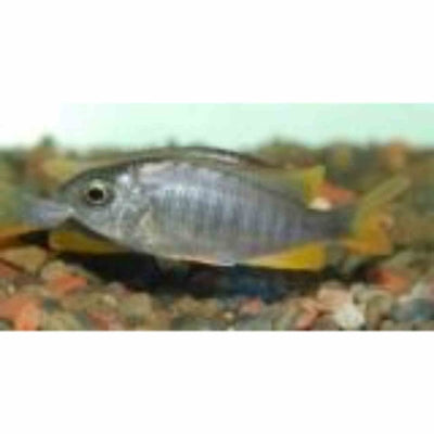 Copadichromis Kadango Red (7cm) - Just For Pets Australia