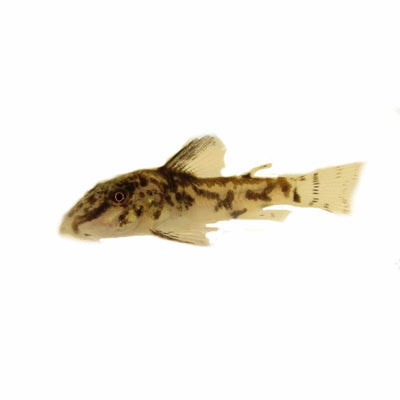 Corydoras Barbatus (3cm) - Just For Pets Australia