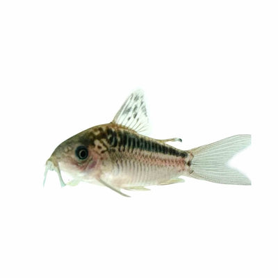 Corydoras Elegans - Wild (3.5cm) - Just For Pets Australia
