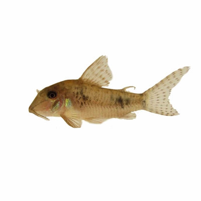 Corydoras Ellisae (3cm) - Just For Pets Australia