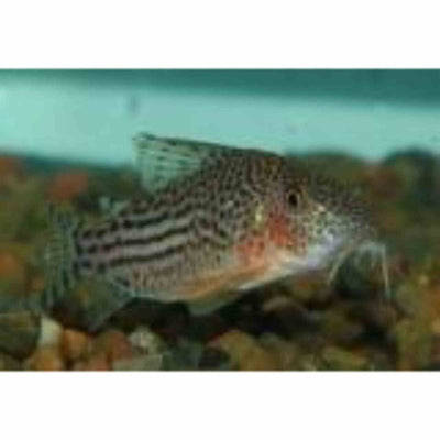 Corydoras Haraldschultzi - Wild (5cm) - Just For Pets Australia