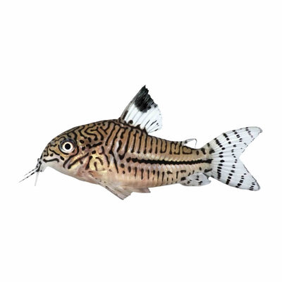 Corydoras Julii - Leopard Cory (3.5cm) - Just For Pets Australia