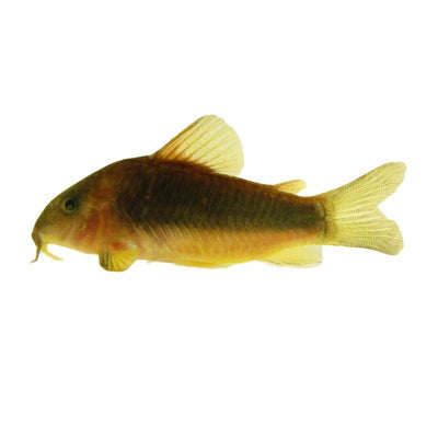 Corydoras Melanotaenia - Wild (3.5cm) - Just For Pets Australia
