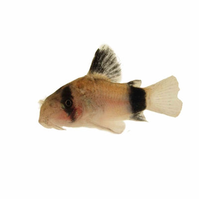 Corydoras Metae - Bandit Cory (2.5cm) - Just For Pets Australia
