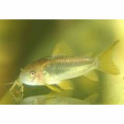 Corydoras Neon Gold Stripe - Taiwan Bred (3.5cm) - Just For Pets Australia