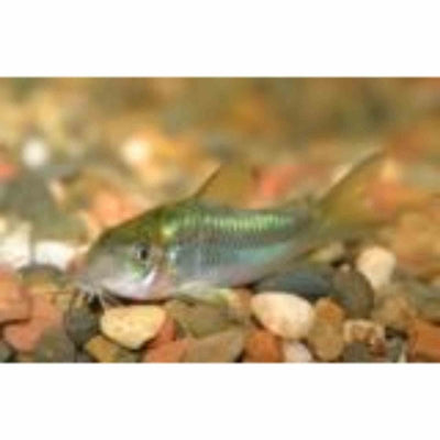 Corydoras Neon Green Stripe (3.5cm) - Just For Pets Australia