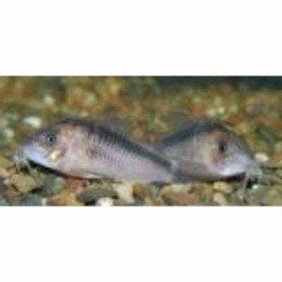 Corydoras Rabauti (3cm) - Just For Pets Australia