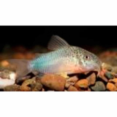 Corydoras Similis (2-3cm) (3cm) - Just For Pets Australia