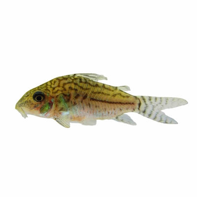 Corydoras Sodalis Wild (3.5cm) - Just For Pets Australia