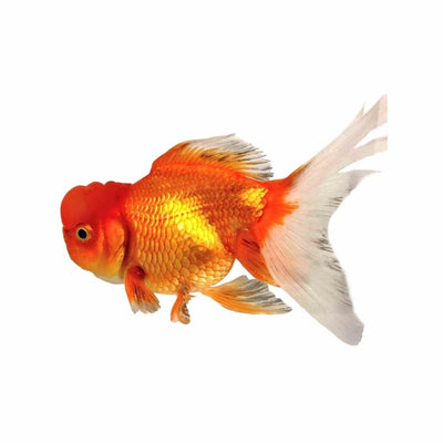 Crown Head Oranda (9cm) - Just For Pets Australia