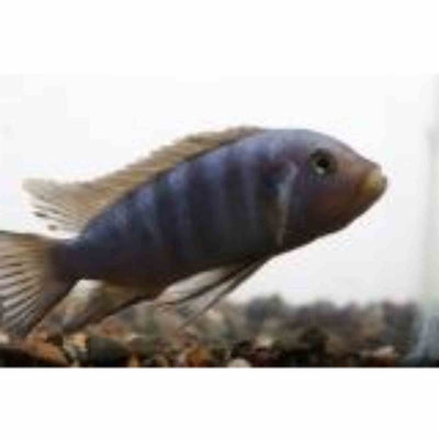 Cynotilapia Pulpican (4cm) - Just For Pets Australia