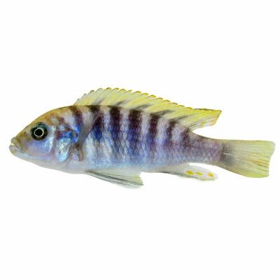 Cynotilapia Yellow Afra (4cm) - Just For Pets Australia