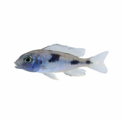 Cyrtocara Moorii - Blue Dolphin (5cm) - Just For Pets Australia
