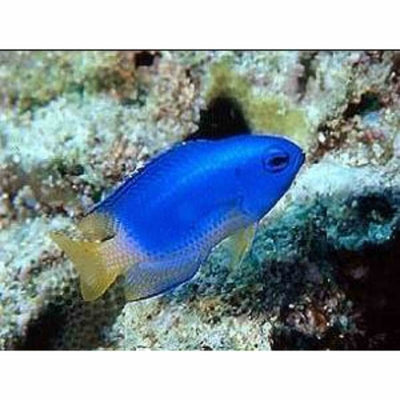 Damselfish - Blue And Gold (MED) - Just For Pets Australia