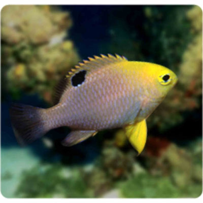 Damselfish - Talbot's (MED) - Just For Pets Australia