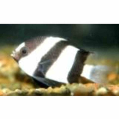Damselfish - White Tail Humbug (MED) - Just For Pets Australia