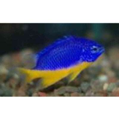 Damselfish - Yellow Belly (MED) - Just For Pets Australia