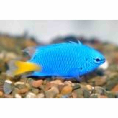 Damselfish - Yellow Tail Blue (MED) - Just For Pets Australia