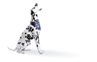 GUPPY MALE PURPLE QUEEN (3-4CM) – Just For Pets Australia