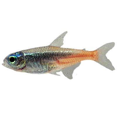 Diamond Neon Tetra (3cm) - Just For Pets Australia