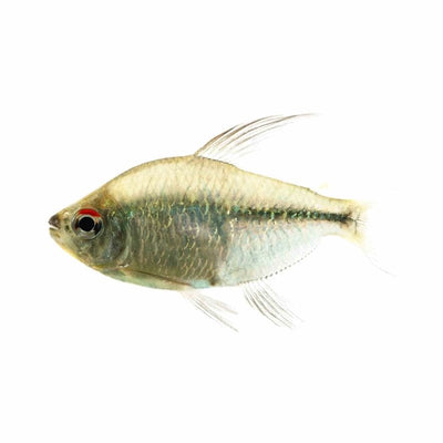 Diamond Tetra (3cm) - Just For Pets Australia