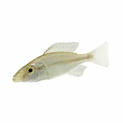 Dimidiochromis Compressiceps (7cm) - Just For Pets Australia