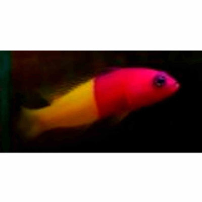 Dottyback - Royal (bicolour) (MED) - Just For Pets Australia