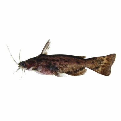 Driftwood Catfish (9cm) - Just For Pets Australia