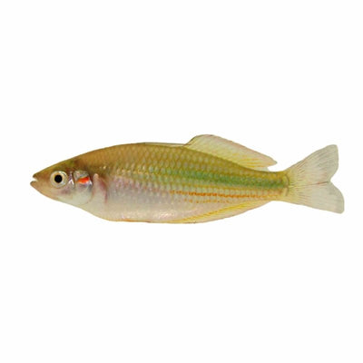 Duboulay's / Crimson Spot Rainbow (7cm) - Just For Pets Australia