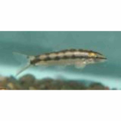 Dwarf Loach (3 - 4cm) (3cm) - Just For Pets Australia