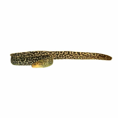 Eel Freshwater Tiger Moray (20cm) - Just For Pets Australia