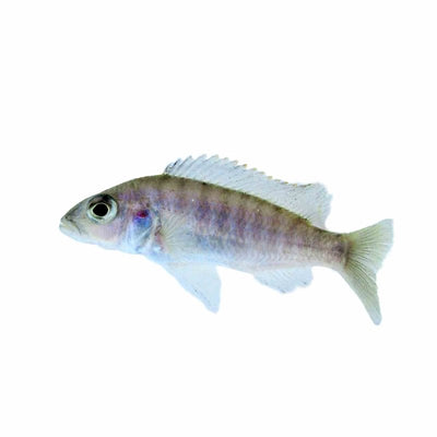 Electric Blue (5cm) - Just For Pets Australia