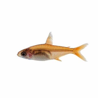 Ember Tetra (2cm) - Just For Pets Australia