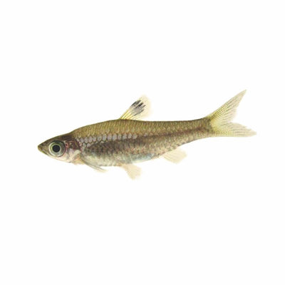 Emerald Eye Rasbora (4cm) - Just For Pets Australia
