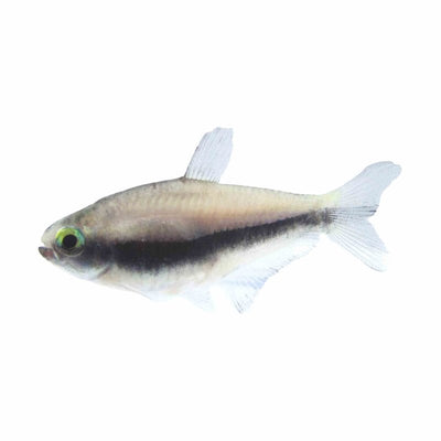Emperor Tetra (3 - 4cm) (3cm) - Just For Pets Australia