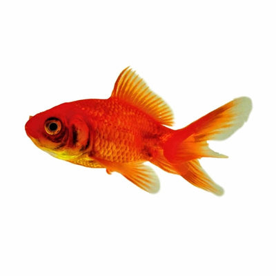 Fantail Red (5cm) - Just For Pets Australia