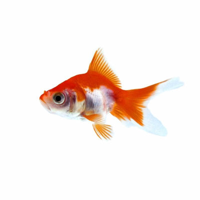 Fantail Red & White (5cm) - Just For Pets Australia